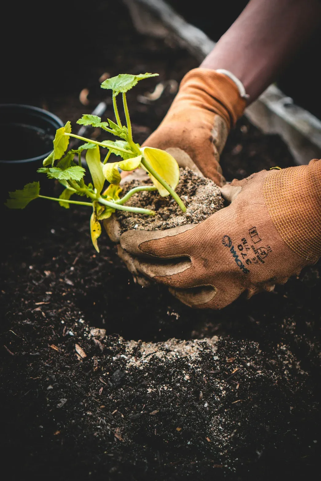 Beplanting